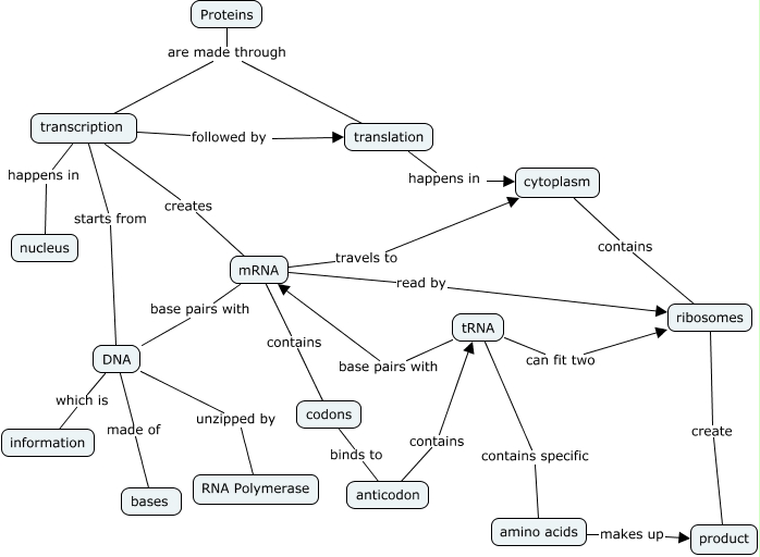 Protein Synthesis 1558